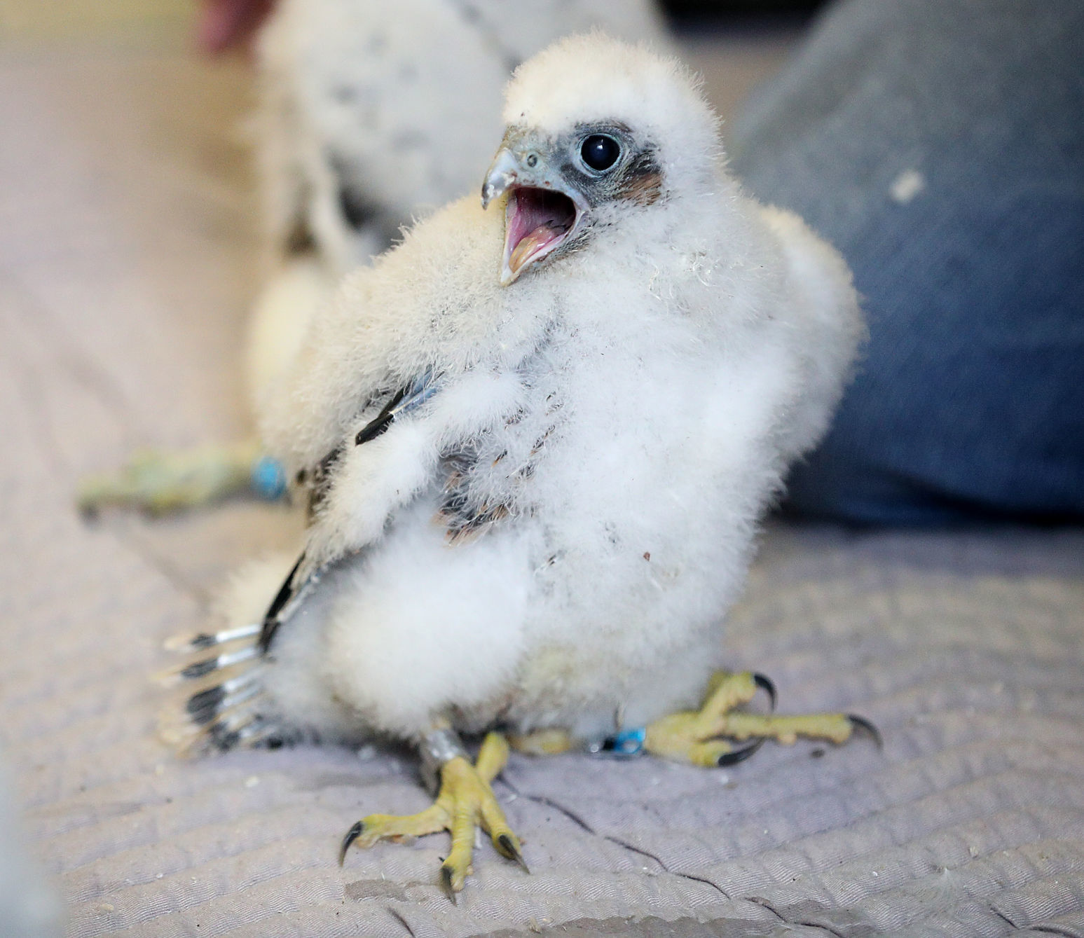 Banding of peregrine falcons at US Bank building in La Crosse